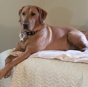 Meet your Posher, Carol